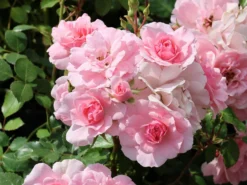 Beetrose 'Bonica ® 82' -Deutschland Garten Funk Verkaufs-Shop beetrose bonica 82 m002906 w 9