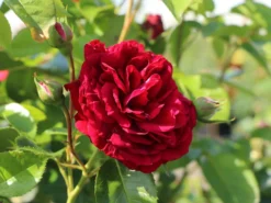 Beetrose 'Bordeaux' ® -Deutschland Garten Funk Verkaufs-Shop beetrose bordeaux m099212 w 0