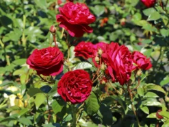 Beetrose 'Bordeaux' ® -Deutschland Garten Funk Verkaufs-Shop beetrose bordeaux m099212 w 2