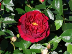 Beetrose 'Bordeaux' ® -Deutschland Garten Funk Verkaufs-Shop beetrose bordeaux m099212 w 4