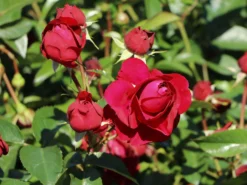 Beetrose 'Bordeaux' ® -Deutschland Garten Funk Verkaufs-Shop beetrose bordeaux m099212 w 5