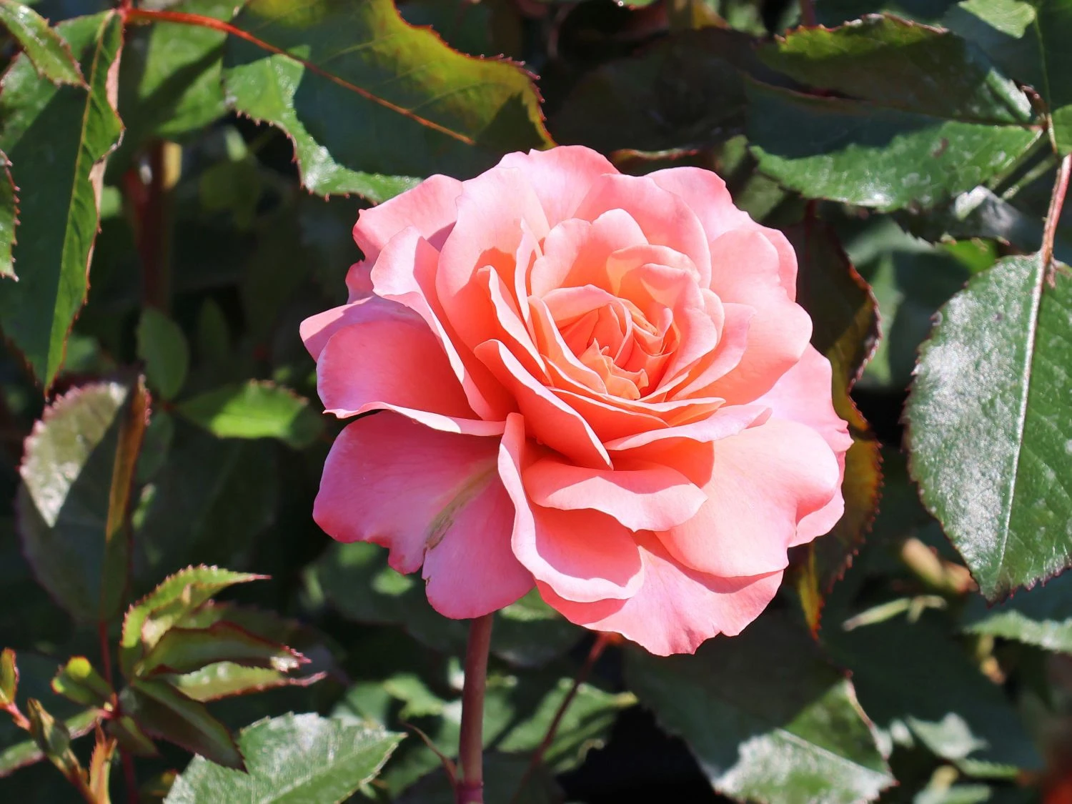 Beetrose 'Botticelli' ® 1 Beetrose 'Botticelli' ®