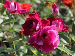 Beetrose 'Burgundy Ice' -Deutschland Garten Funk Verkaufs-Shop beetrose burgundy ice m074101 w 0