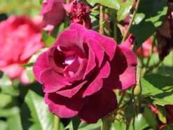 Beetrose 'Burgundy Ice' -Deutschland Garten Funk Verkaufs-Shop beetrose burgundy ice m074101 w 1