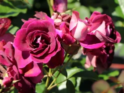 Beetrose 'Burgundy Ice' -Deutschland Garten Funk Verkaufs-Shop beetrose burgundy ice m074101 w 2