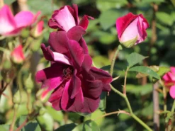 Beetrose 'Burgundy Ice' -Deutschland Garten Funk Verkaufs-Shop beetrose burgundy ice m074101 w 3