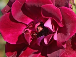 Beetrose 'Burgundy Ice' -Deutschland Garten Funk Verkaufs-Shop beetrose burgundy ice m074101 w 4