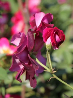 Beetrose 'Burgundy Ice' -Deutschland Garten Funk Verkaufs-Shop beetrose burgundy ice m074101 w 5