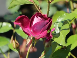 Beetrose 'Burgundy Ice' -Deutschland Garten Funk Verkaufs-Shop beetrose burgundy ice m074101 w 6