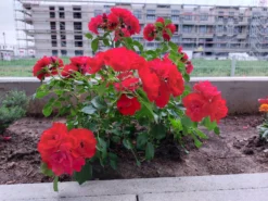 Beetrose 'Canzonetta' ® -Deutschland Garten Funk Verkaufs-Shop beetrose canzonetta m050613 1222607 0