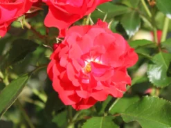 Beetrose 'Canzonetta' ® -Deutschland Garten Funk Verkaufs-Shop beetrose canzonetta m050613 w 16