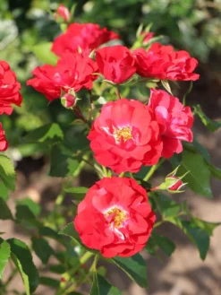 Beetrose 'Canzonetta' ® -Deutschland Garten Funk Verkaufs-Shop beetrose canzonetta m050613 w 2