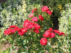 Beetrose 'Canzonetta' ® -Deutschland Garten Funk Verkaufs-Shop beetrose canzonetta m050613 w 4