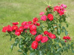 Beetrose 'Canzonetta' ® -Deutschland Garten Funk Verkaufs-Shop beetrose canzonetta m050613 w 5