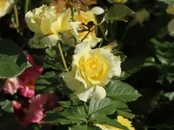 Beetrose 'China Girl' ® 18 Beetrose 'China Girl' ® -Deutschland Garten Funk Verkaufs-Shop beetrose china girl m005648 w 0