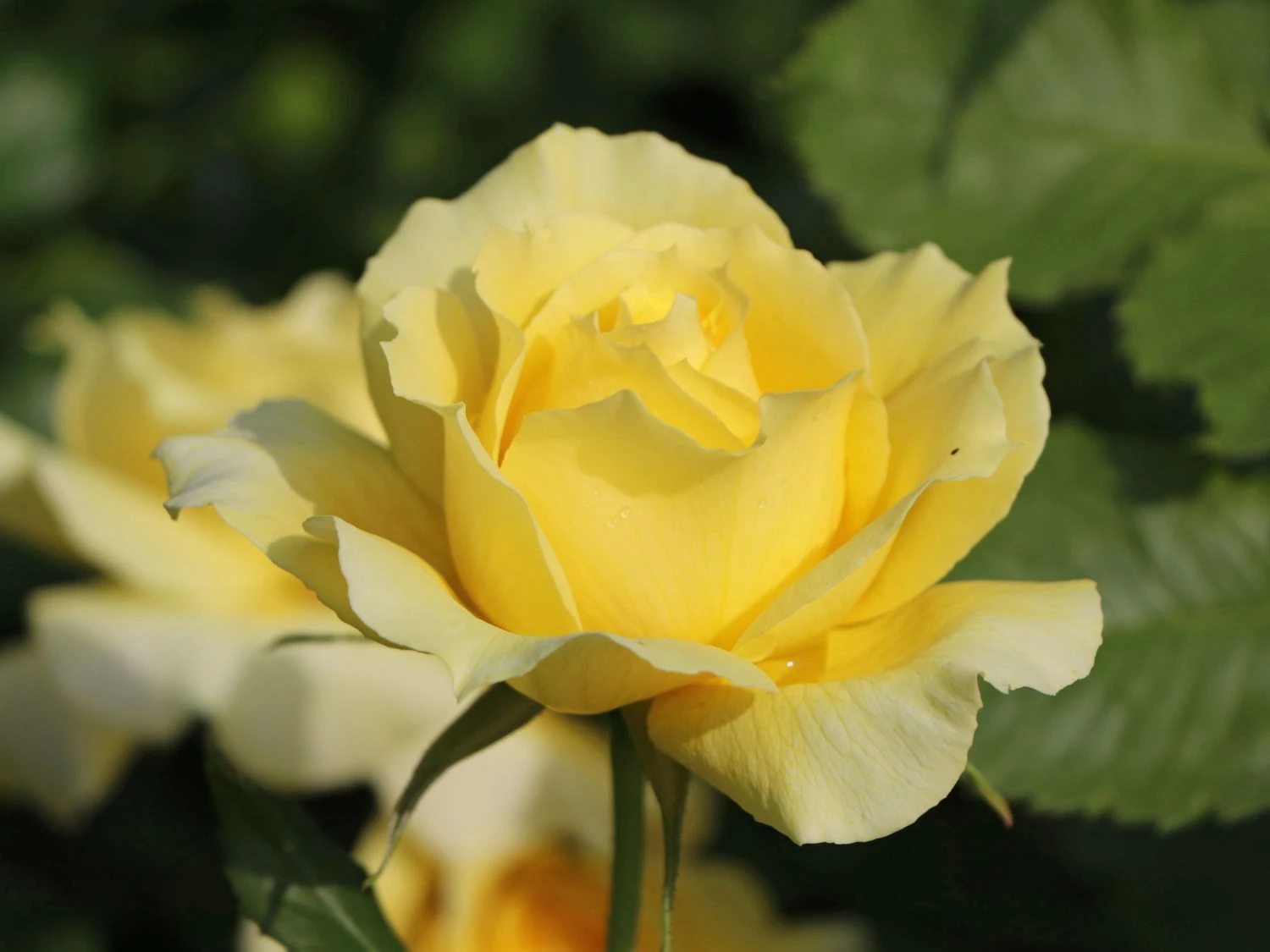 Beetrose 'China Girl' ® 4 Beetrose 'China Girl' ® – Bild 4