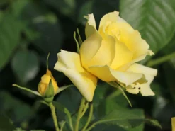 Beetrose 'China Girl' ® 13 Beetrose 'China Girl' ® -Deutschland Garten Funk Verkaufs-Shop beetrose china girl m005648 w 2