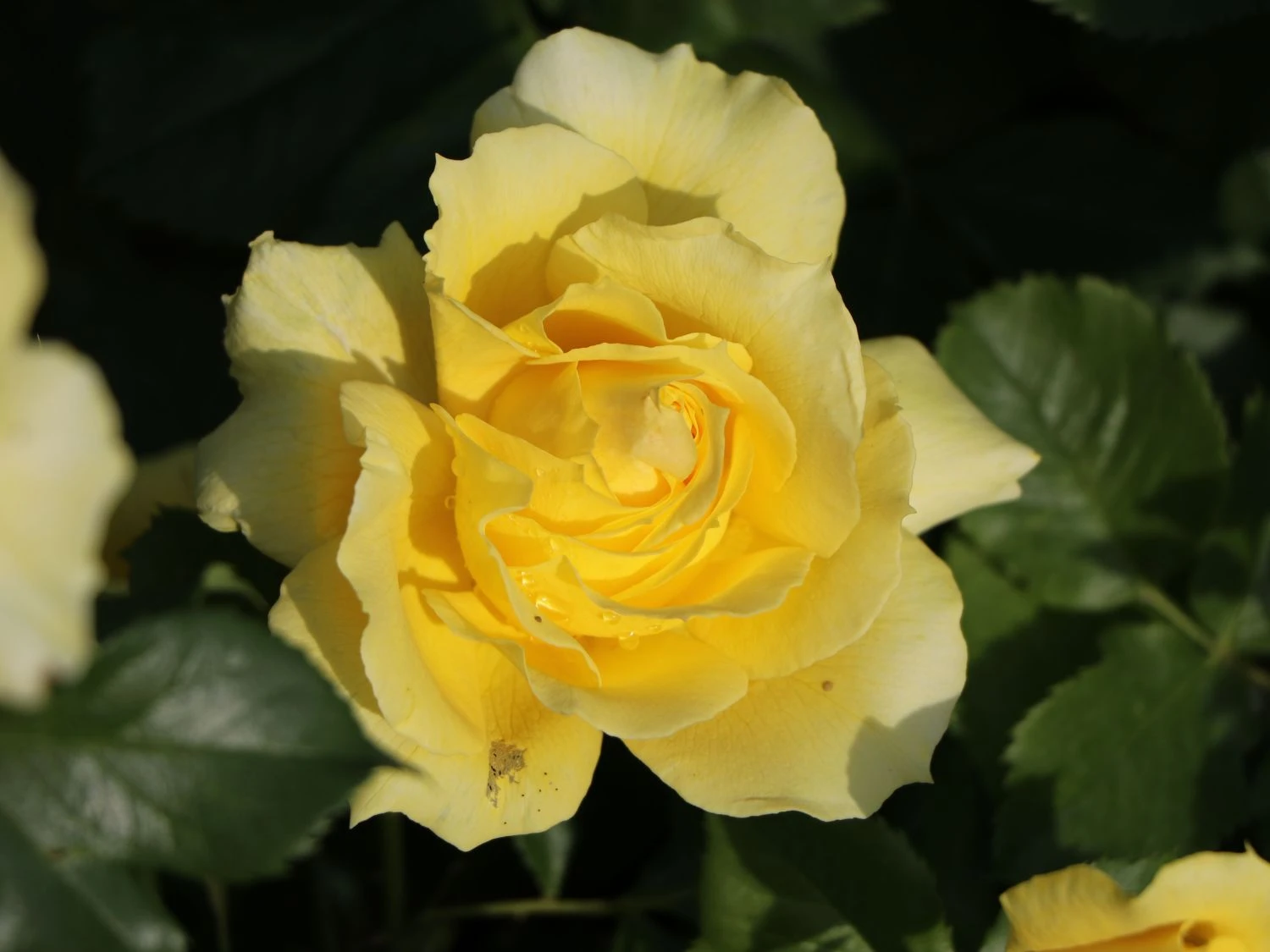 Beetrose 'China Girl' ® 6 Beetrose 'China Girl' ® – Bild 6