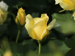 Beetrose 'China Girl' ® 15 Beetrose 'China Girl' ® -Deutschland Garten Funk Verkaufs-Shop beetrose china girl m005648 w 5