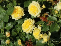 Beetrose 'China Girl' ® 17 Beetrose 'China Girl' ® -Deutschland Garten Funk Verkaufs-Shop beetrose china girl m005648 w 6