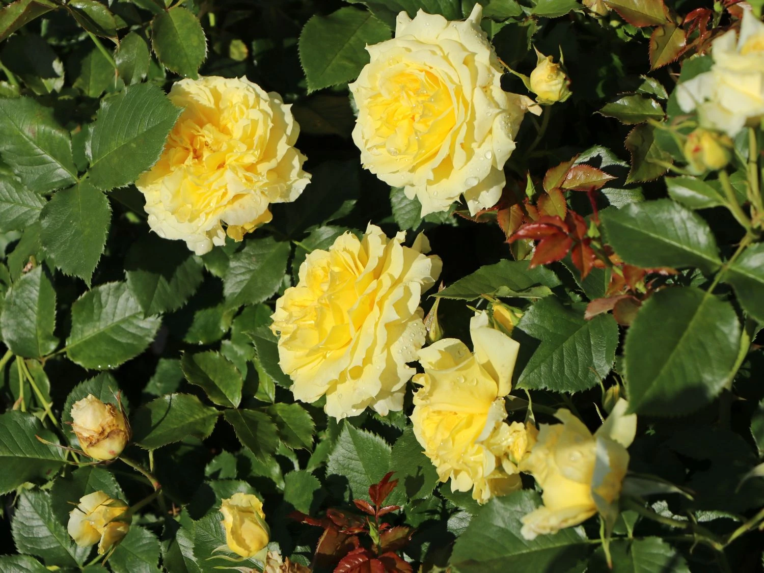 Beetrose 'China Girl' ® 7 Beetrose 'China Girl' ® – Bild 7