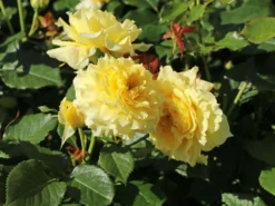 Beetrose 'China Girl' ® 20 Beetrose 'China Girl' ® -Deutschland Garten Funk Verkaufs-Shop beetrose china girl m005648 w 7