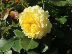 Beetrose 'China Girl' ® 19 Beetrose 'China Girl' ® -Deutschland Garten Funk Verkaufs-Shop beetrose china girl m005648 w 8