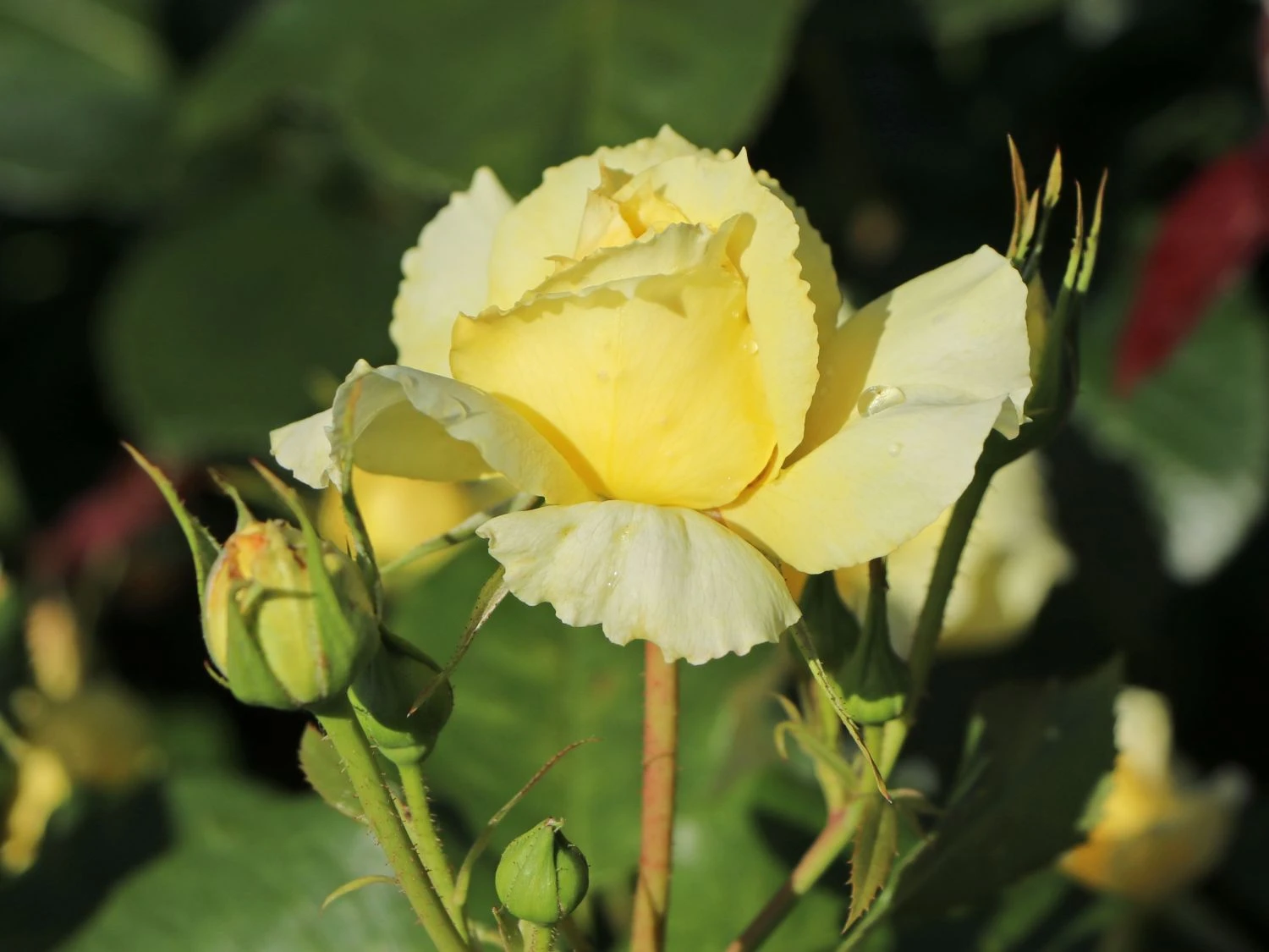 Beetrose 'China Girl' ® 11 Beetrose 'China Girl' ® – Bild 11