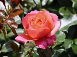 Beetrose 'Coral Lions-Rose' ®