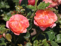 Beetrose 'Coral Lions-Rose' ® -Deutschland Garten Funk Verkaufs-Shop beetrose coral lions rose m120659 w 4