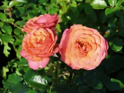 Beetrose 'Coral Lions-Rose' ® -Deutschland Garten Funk Verkaufs-Shop beetrose coral lions rose m120659 w 5