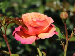 Beetrose 'Coral Lions-Rose' ® -Deutschland Garten Funk Verkaufs-Shop beetrose coral lions rose m120659 w 7