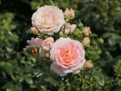 Beetrose 'Cremosa' ®