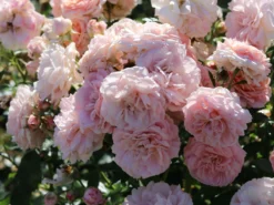 Beetrose 'Cremosa' ® -Deutschland Garten Funk Verkaufs-Shop beetrose cremosa m113592 w 0