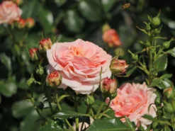 Beetrose 'Cremosa' ® -Deutschland Garten Funk Verkaufs-Shop beetrose cremosa m113592 w 1