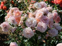 Beetrose 'Cremosa' ® -Deutschland Garten Funk Verkaufs-Shop beetrose cremosa m113592 w 2