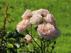 Beetrose 'Cremosa' ® -Deutschland Garten Funk Verkaufs-Shop beetrose cremosa m113592 w 4