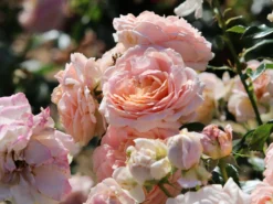 Beetrose 'Cremosa' ® -Deutschland Garten Funk Verkaufs-Shop beetrose cremosa m113592 w 5