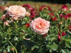 Beetrose 'Cremosa' ® -Deutschland Garten Funk Verkaufs-Shop beetrose cremosa m113592 w 6