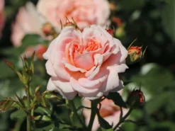 Beetrose 'Cremosa' ® -Deutschland Garten Funk Verkaufs-Shop beetrose cremosa m113592 w 7