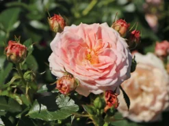 Beetrose 'Cremosa' ® -Deutschland Garten Funk Verkaufs-Shop beetrose cremosa m113592 w 8