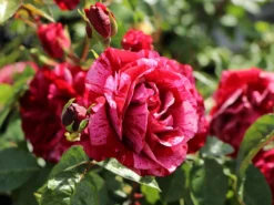 Beetrose 'Deep Impression ®' -Deutschland Garten Funk Verkaufs-Shop beetrose deep impression m054373 w 0