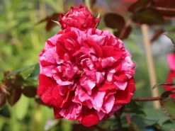 Beetrose 'Deep Impression ®' -Deutschland Garten Funk Verkaufs-Shop beetrose deep impression m054373 w 1