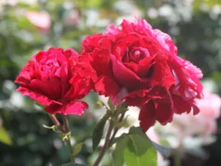 Beetrose 'Deep Impression ®' -Deutschland Garten Funk Verkaufs-Shop beetrose deep impression m054373 w 2