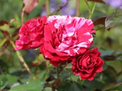 Beetrose 'Deep Impression ®' -Deutschland Garten Funk Verkaufs-Shop beetrose deep impression m054373 w 3