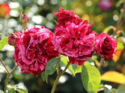 Beetrose 'Deep Impression ®' -Deutschland Garten Funk Verkaufs-Shop beetrose deep impression m054373 w 4