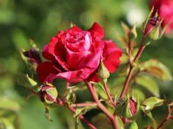 Beetrose 'Deep Impression ®' -Deutschland Garten Funk Verkaufs-Shop beetrose deep impression m054373 w 5