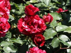 Beetrose 'Deep Impression ®' -Deutschland Garten Funk Verkaufs-Shop beetrose deep impression m054373 w 6