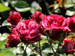 Beetrose 'Deep Impression ®' -Deutschland Garten Funk Verkaufs-Shop beetrose deep impression m054373 w 7