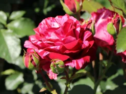 Beetrose 'Deep Impression ®' -Deutschland Garten Funk Verkaufs-Shop beetrose deep impression m054373 w 8